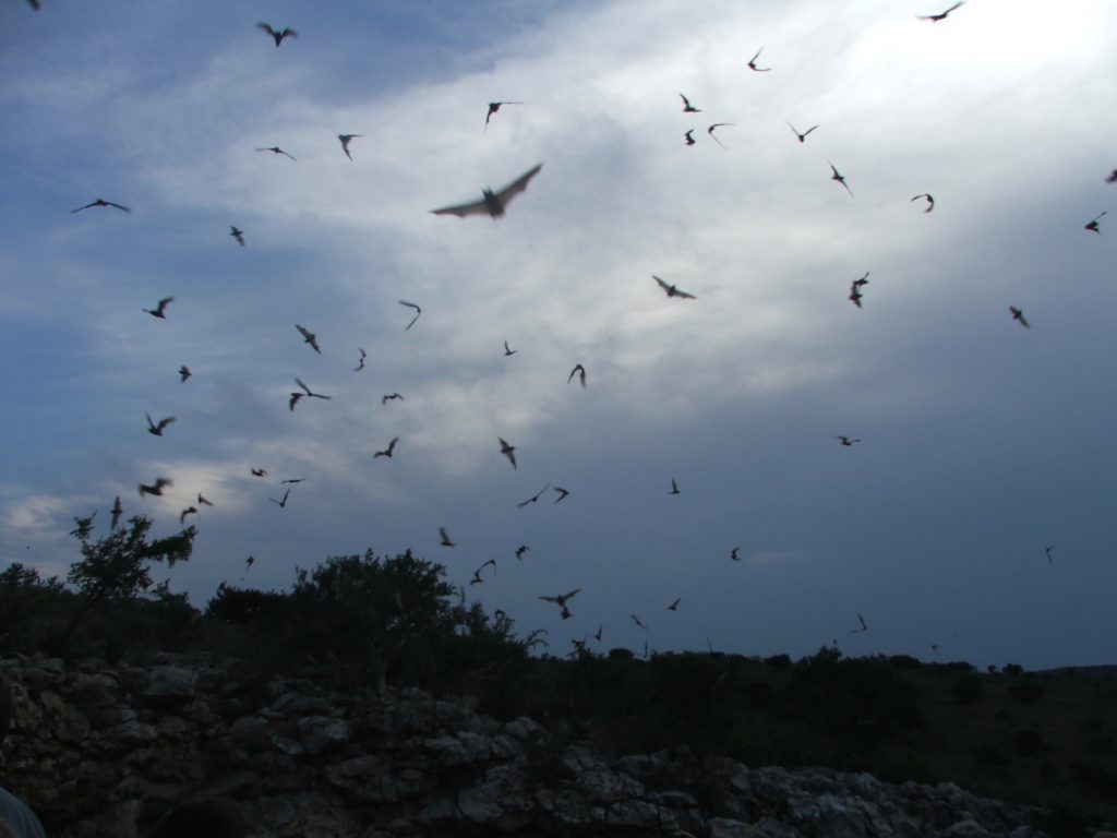 Every summer evening, the bats that inhabit Carlsbad Caverns leave in search of food, primarily insects. During bat migrations, the population of Mexican free-tailed bats in the park can reach up to 793,000.   http://en.wikipedia.org/wiki/Mexican_free-tailed_bat