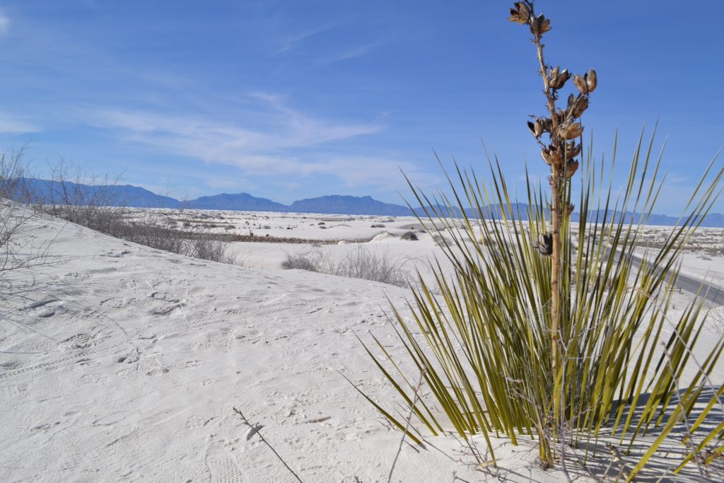 The unique gypsum dunes that make up White Sands National Park stretch as far as the eye can see.