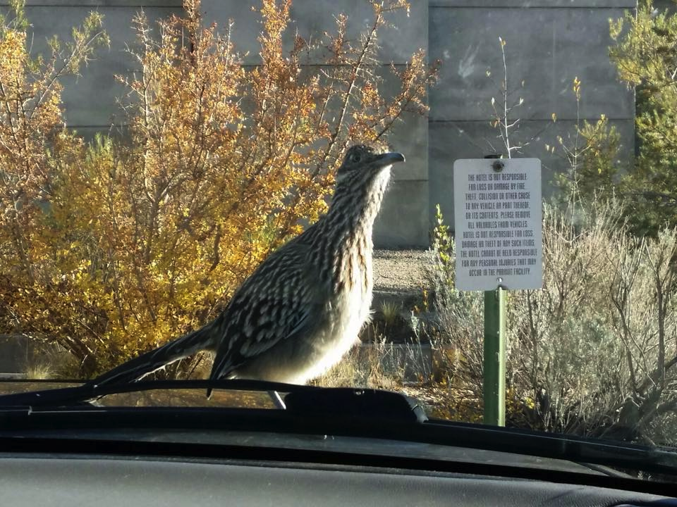 Photo by Kyle Herrera / NM News Port Roadrunners can fly up to ten feet high into trees, on top of houses, and even up to cars.