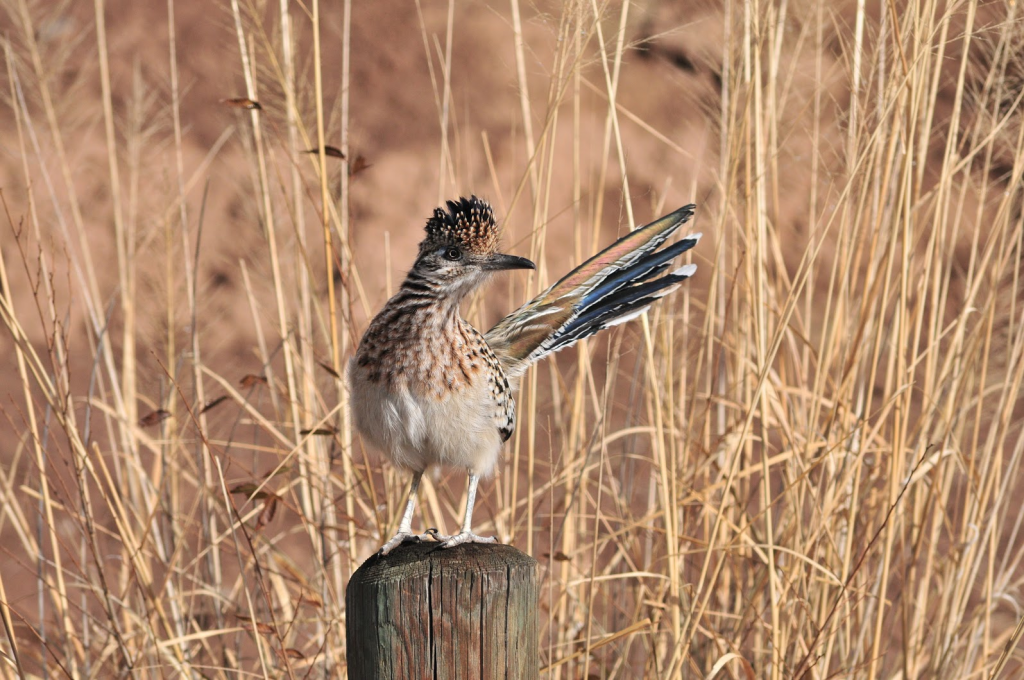 Tom Kennedy, UNM Biology Department The roadrunner has been the state bird of New Mexico for over 65 years, but the bird's cultural significance has been a part of the state for much longer.
