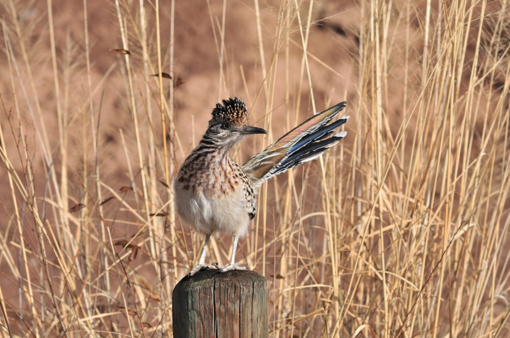 Tom Kennedy, UNM Biology Department The roadrunner has been the state bird of New Mexico for over 65 years, but the bird's cultural significance has been a part of the state for much longer. 