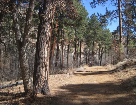 The Santa Fe National Forest. Photo by J.S Clark