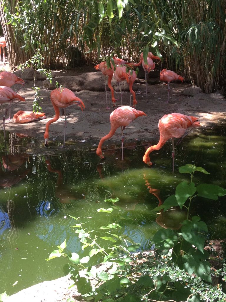 Mariah Rimmer captured this photo of the flamingo exhibit at the Albuquerque Zoo last summer. Photo by Mariah Rimmer/NMNP 