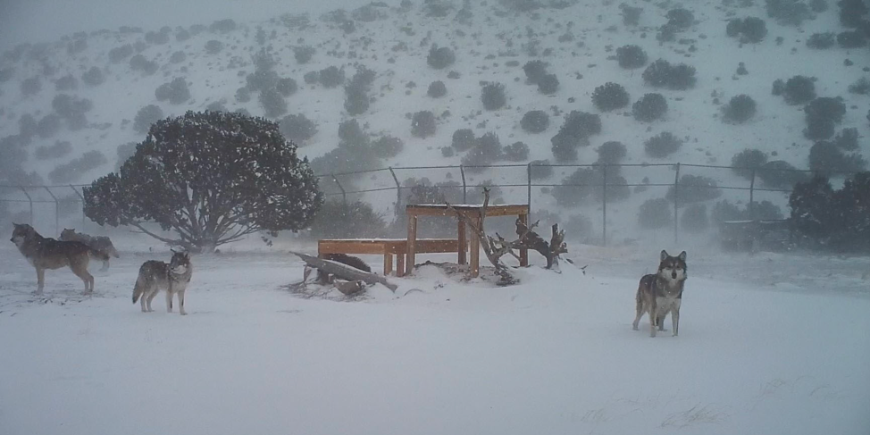 mexicangraywolves